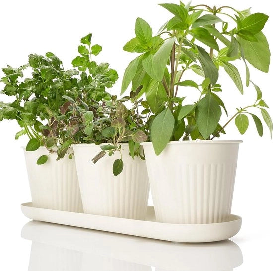 Set di 3 Piantine di Erbe per Interni con Cassetto e Fori di Drenaggio per un Ambiente Fresco e Moderno Decor per Quanto Bello è il Tuo Conteggio Cucina