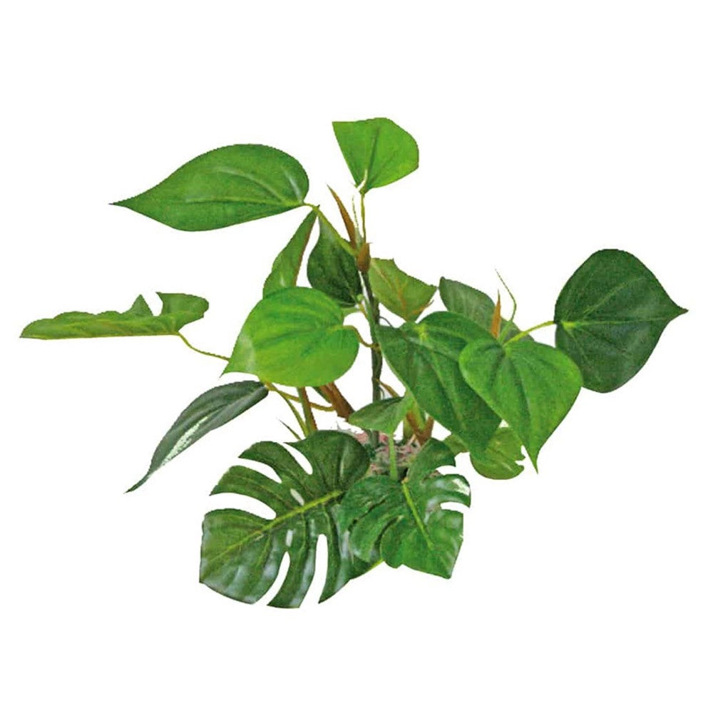 Wave Decor Anubias Dimensioni: 20 cm