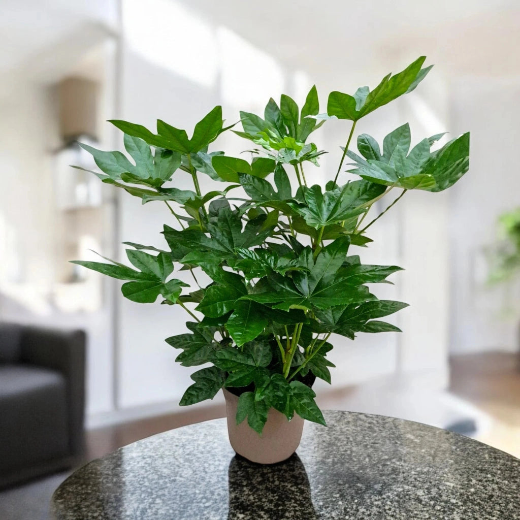 Gardenaria Fatsia japonica (Aralia) - Pianta da interno ornamentale Altezza: 70 cm (vaso 20)