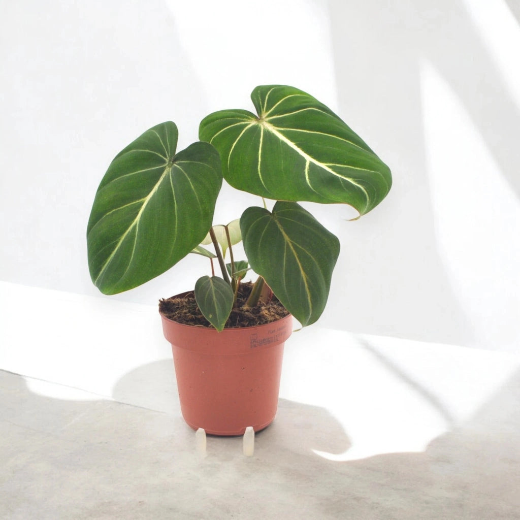 Gardenaria Philodendron gloriosum - Pianta da interno ornamentale Altezza: 30 cm (vaso 12)