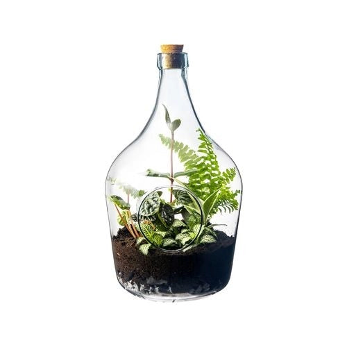 Terrario Bottle Garden Holed 5L 19,3x19,3x33 cm – Bottiglia in Vetro con Foro