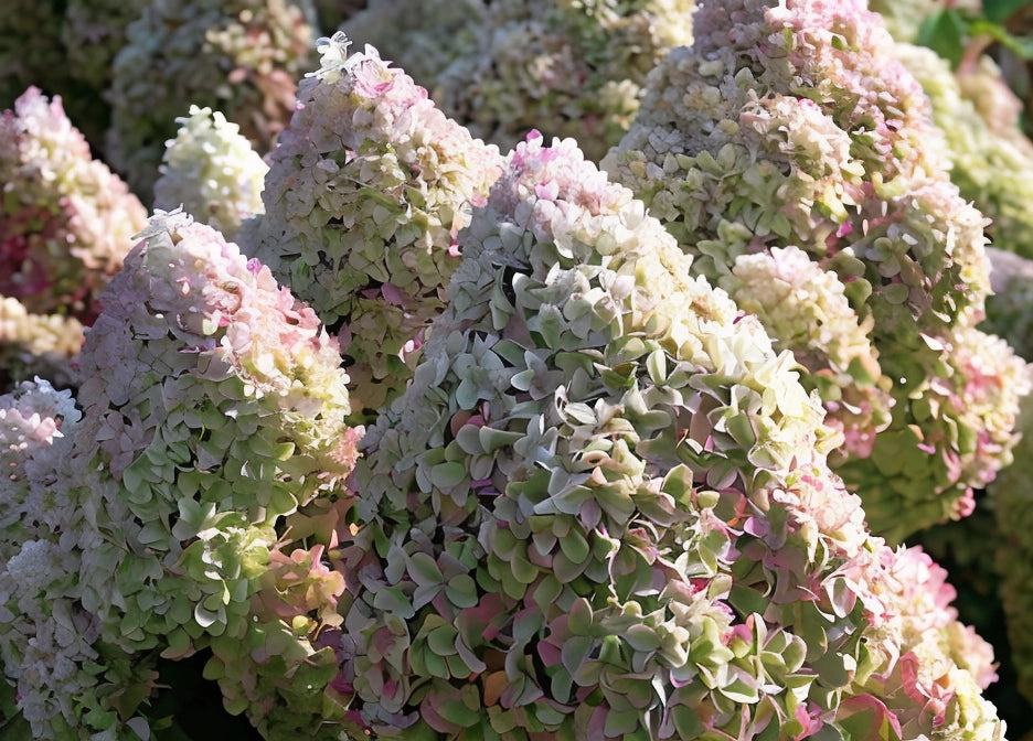 Gardenaria Ortensia - Hydrangea Paniculata 'Diamantino' - Pianta acidofila ornamentale da esterno Altezza: 40/50 cm (vaso19)