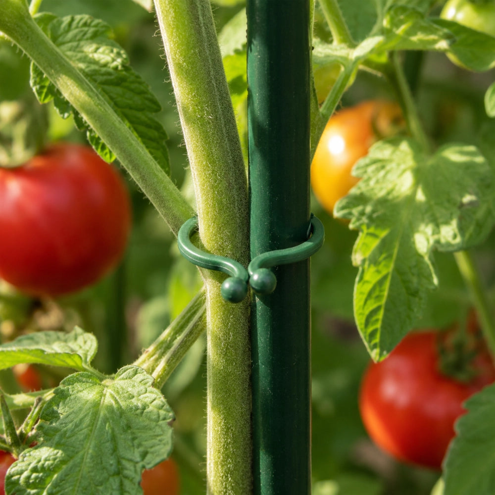 Clip KADAX per piante di pomodoro, pali, steli, germogli, 18 mm, 50 pezzi