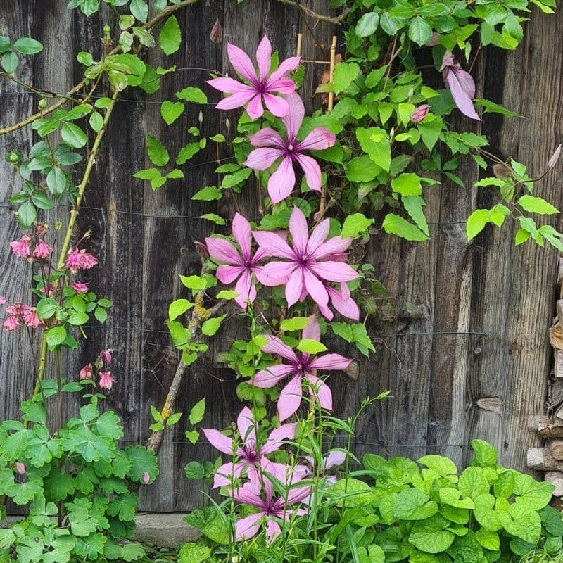 Pianta CLEMATIDE Clematis Princess Arabelle Rampicante in vaso 18 cm AMDGarden
