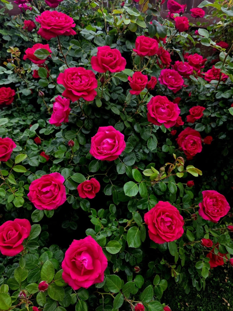 ROSA M. CANTATORE VASO 24