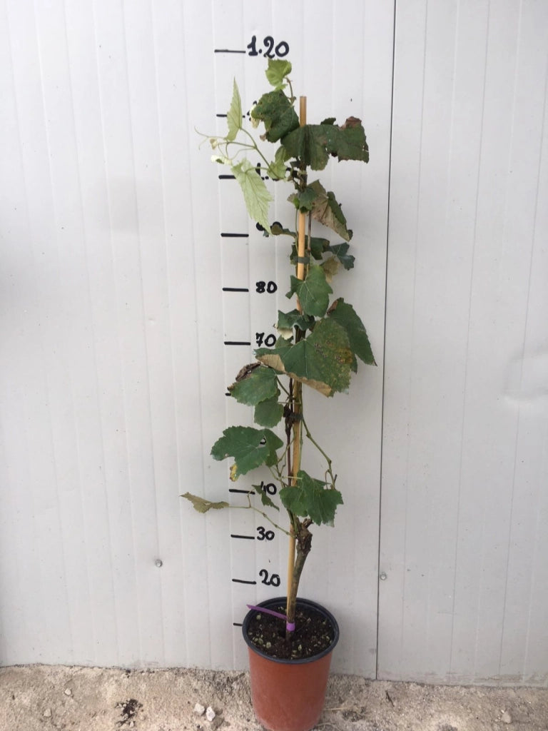 Pianta di uva fragola bianca vaso 18cm
