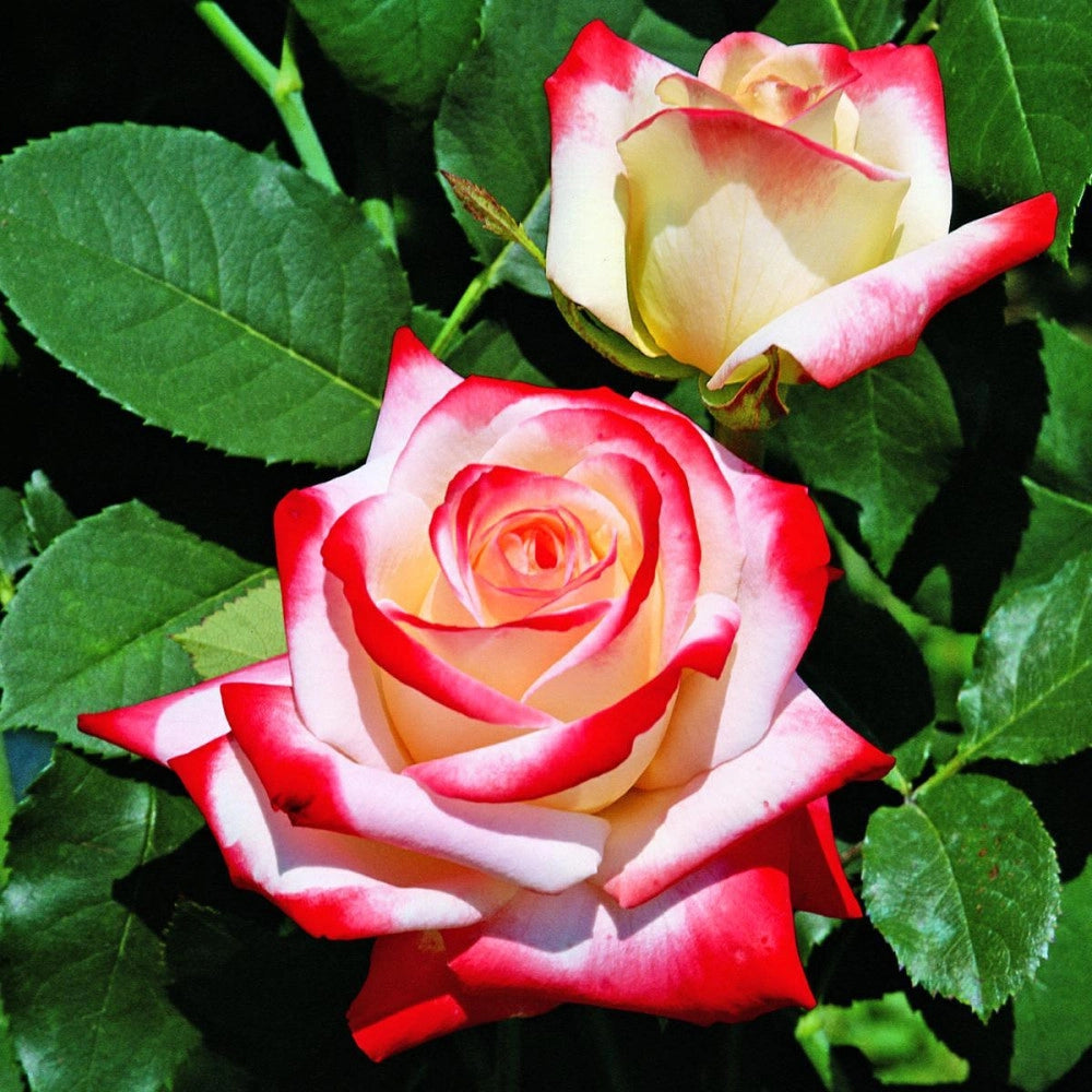 Rosa Rosa Imperatrice Farah® - Pianta di fiore fiori Foto Reali