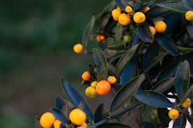 Pianta di Kumquat hindsii Fortunella selvatica di Hong-Kong in vaso foto reali