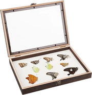 Specimen vitrinekast con vetrata trasparente per mostri e collezioni
