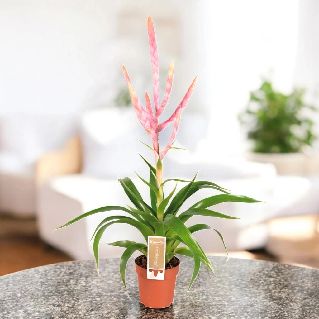 Gardenaria Tillandsia 'Dolce' - Pianta da interno ornamentale Altezza: 60 cm (vaso 12)