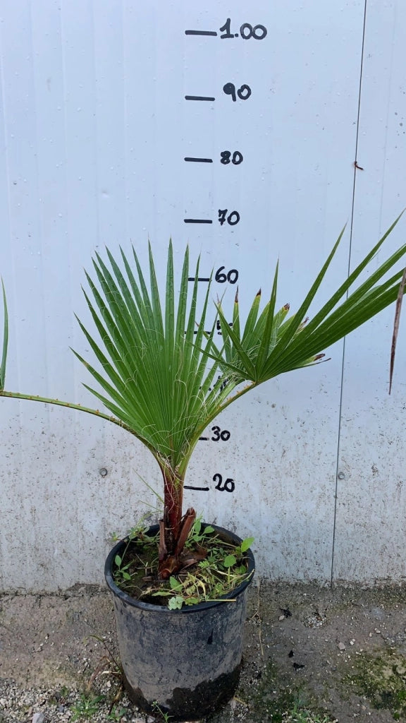 Washingtonia Filifera vaso 24cm