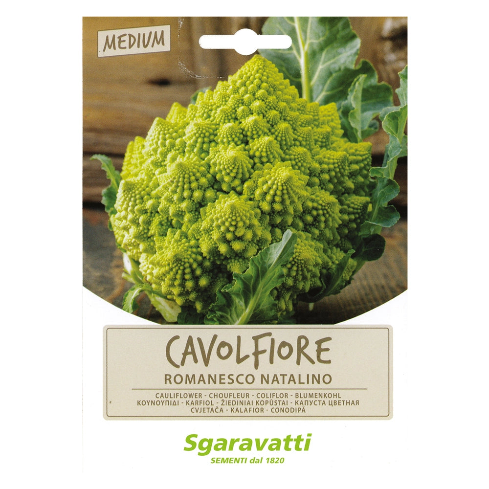 SEMI PER ORTAGGI E VEGETALI cavolfiore romanesco natalino- 20 pezzi  - SGARAVATTI