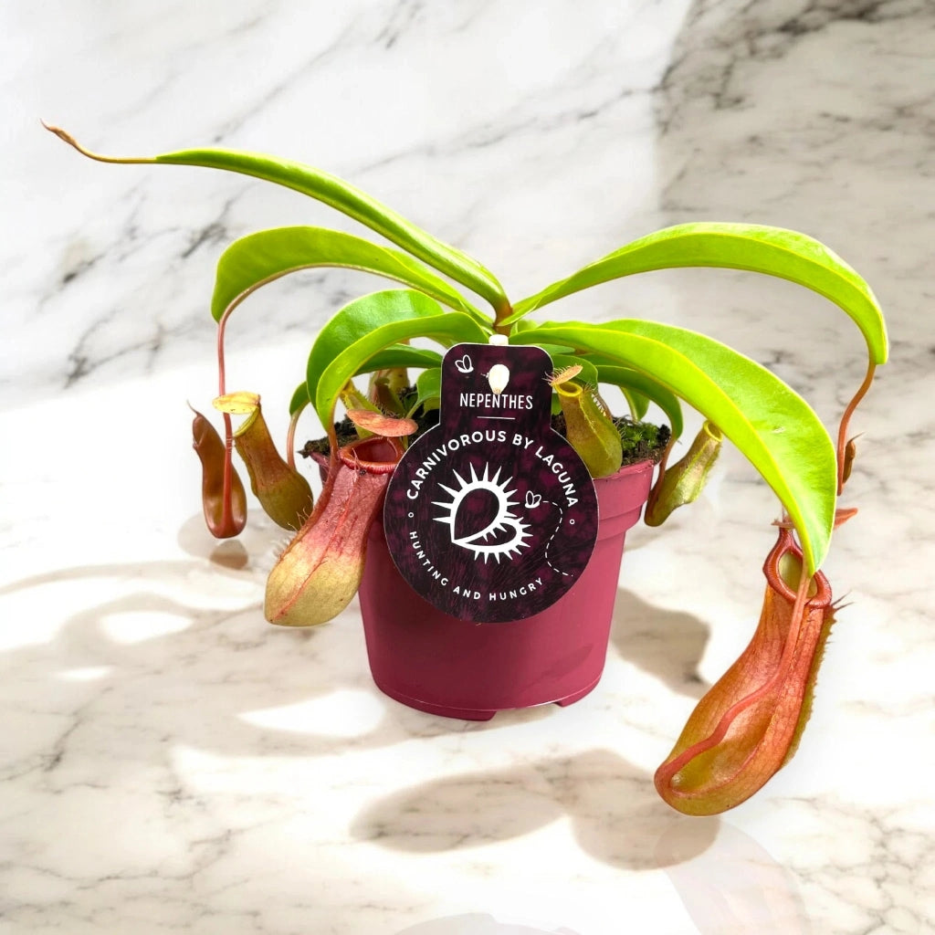 Gardenaria Nepenthes alata - Pianta da interno ornamentale Altezza: 17 cm (vaso 12)