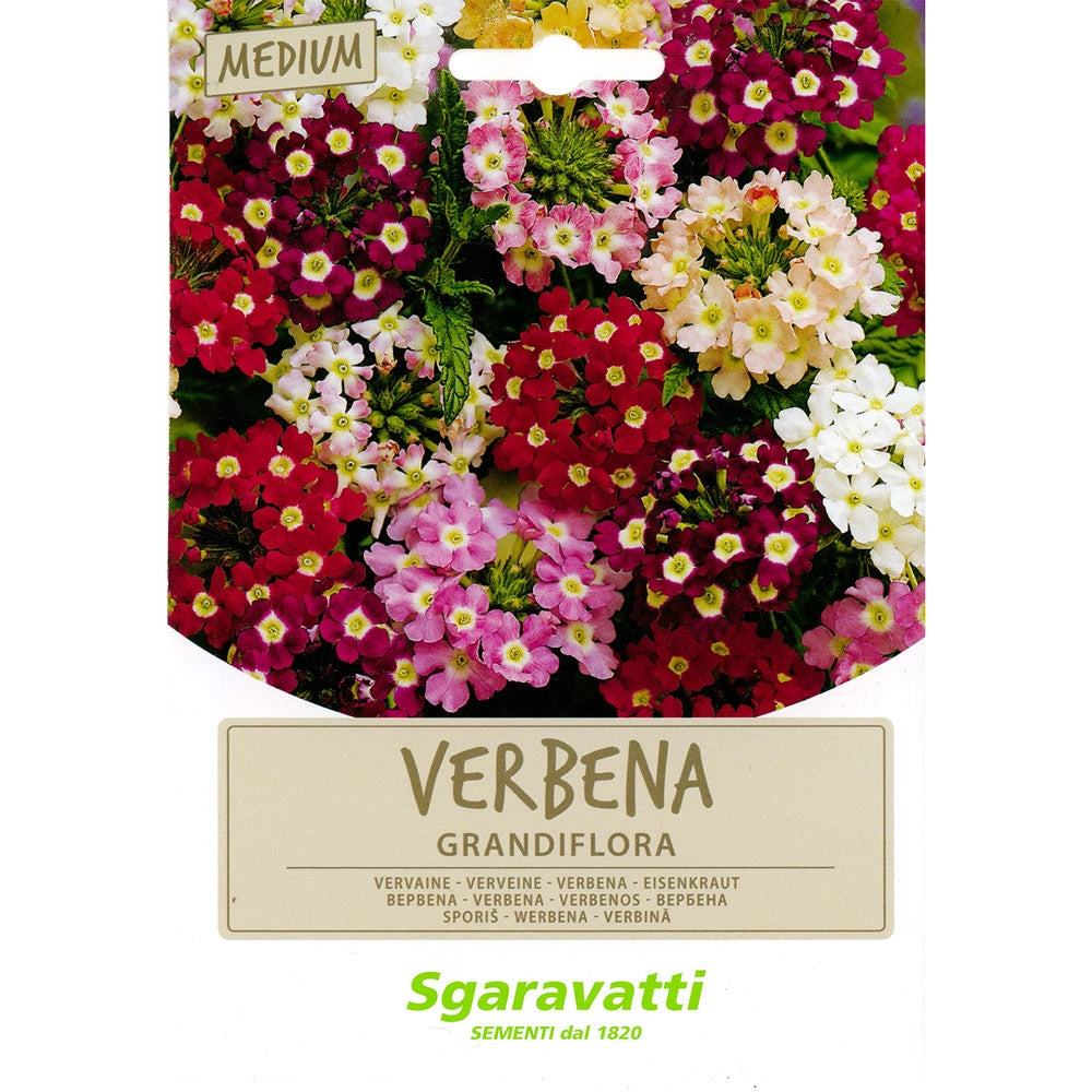 SEMI PER PRATO UNIVERSALE verbena grandiflora- 10 pezzi  - SGARAVATTI