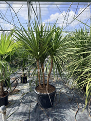 CORDYLINE AUSTRALIS MULTITRONCO 60 Lt.90