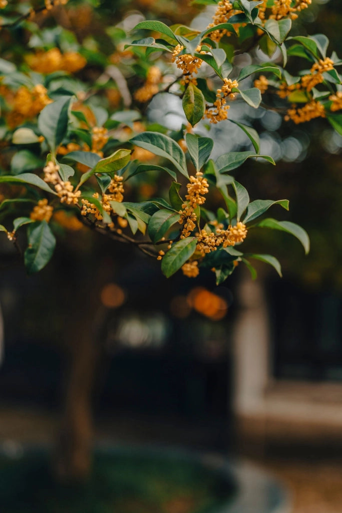 OSMANTHUS AQUIFOLIUM CESP.30