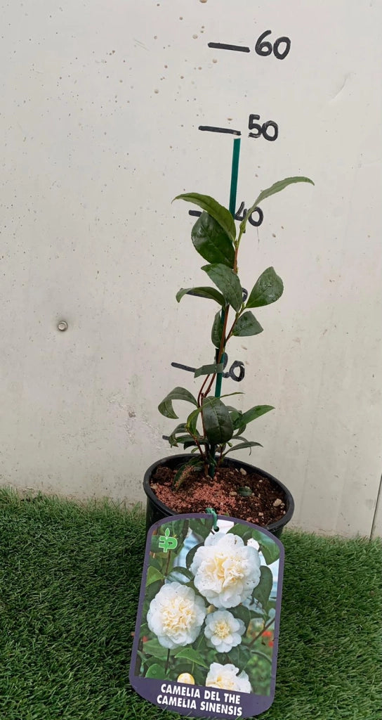 Pianta del Tè Camelia Sinensis foto reali