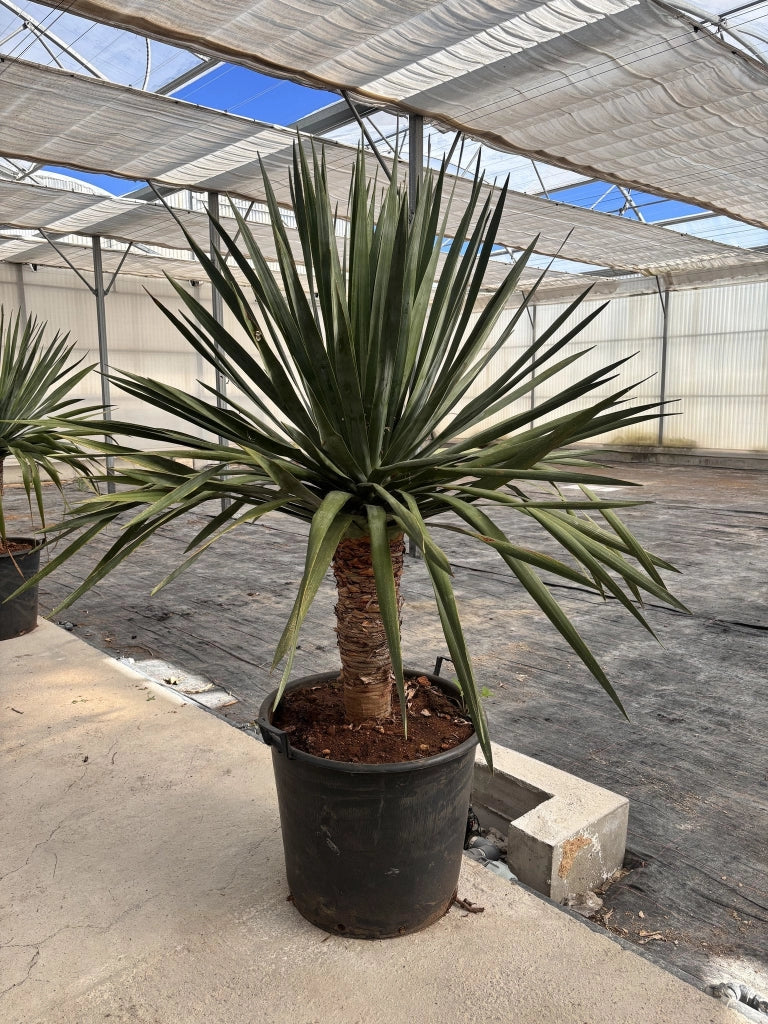 DRACAENA DRACO VASO 60 H.TR.50/60
