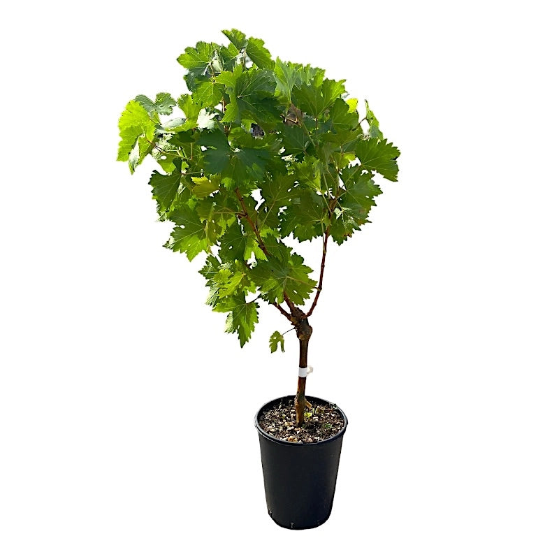 Pianta di UVA VITE innestata DA TAVOLA CARDINAL nera in vaso 18 cm AMDGarden