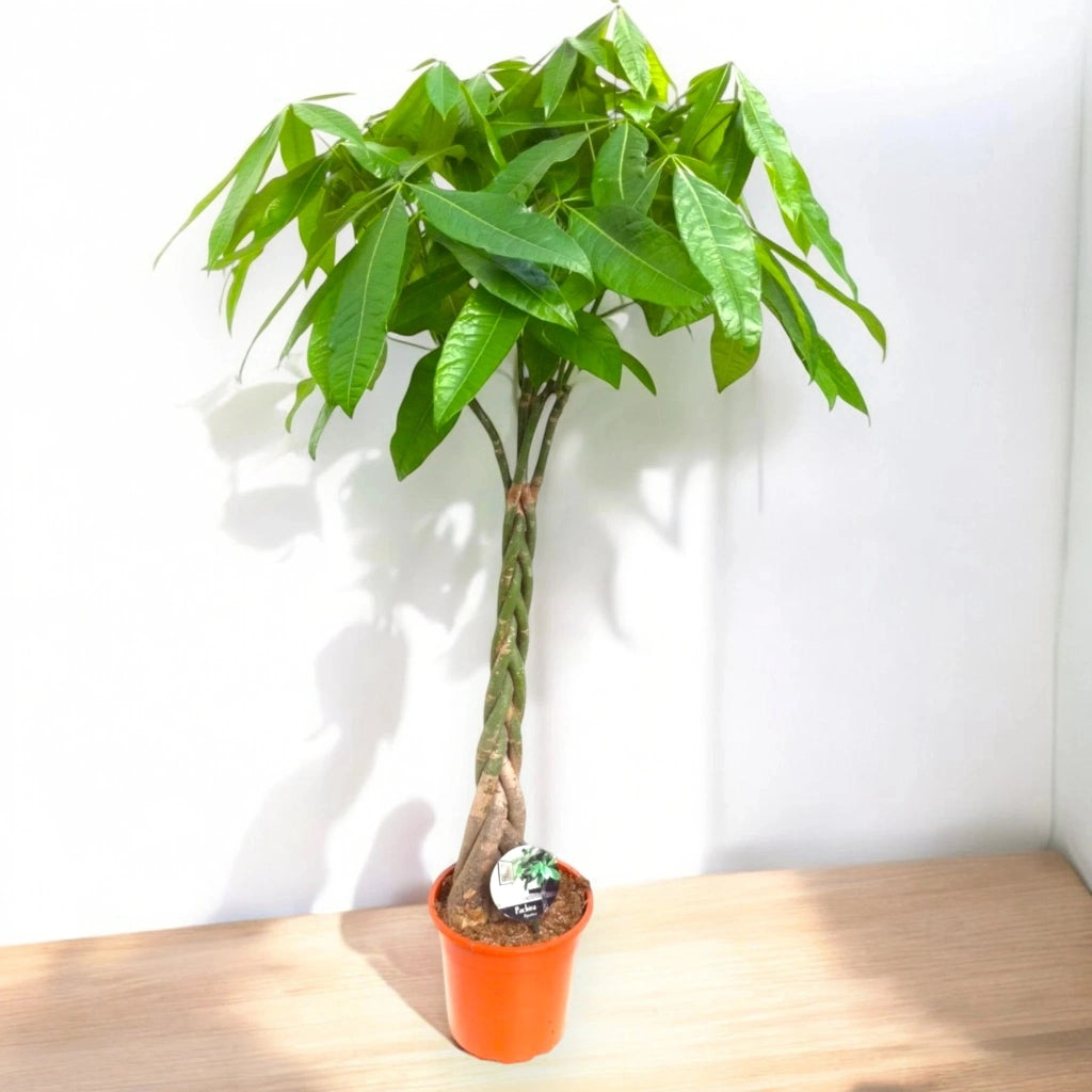 Gardenaria Pachira aquatica - Pianta da interno ornamentale Altezza: 50 cm (vaso 14)