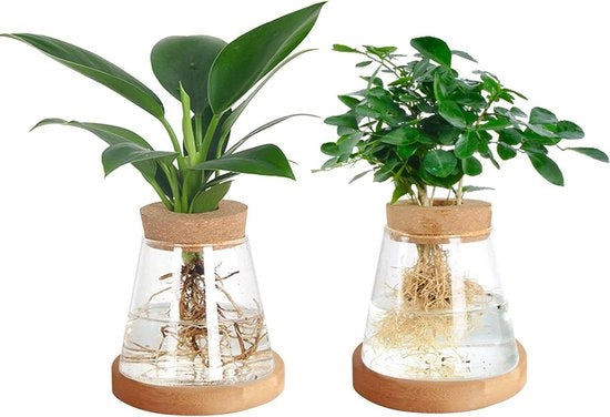 Stazione di Propagazione per Hydrocultura | 2 Pezzi | Vaso Decorativo in Vetro per uso Casa e Ufficio