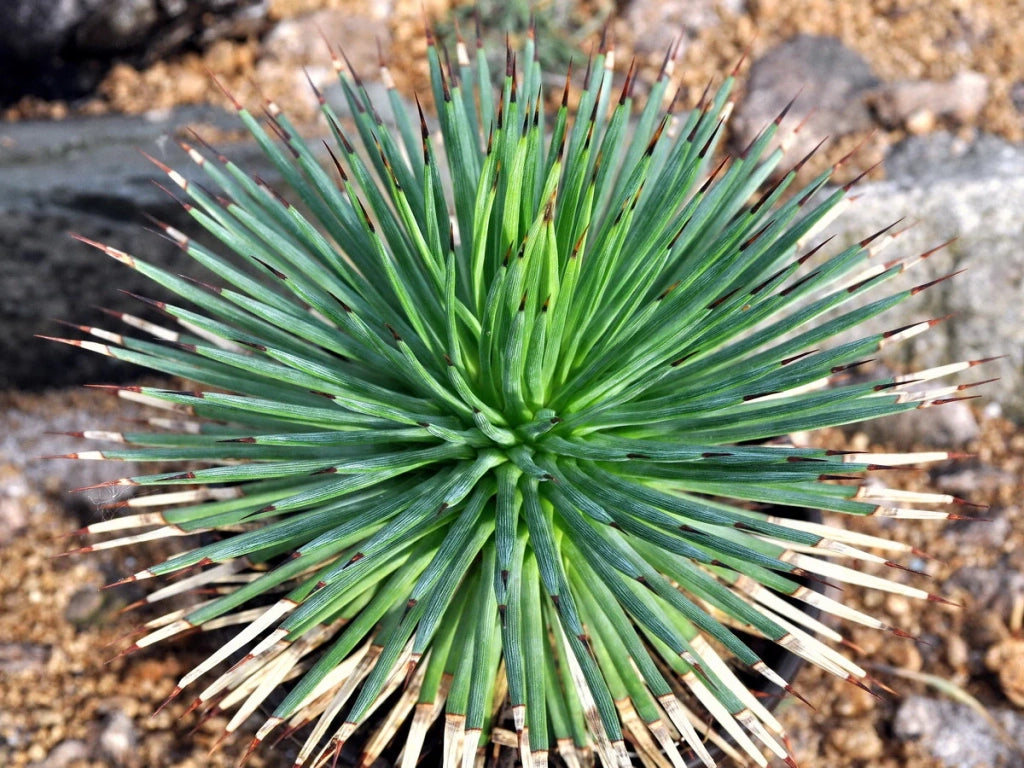 Agave Stricta Nana in Vaso 13 cm, Succulenta Ornamentale Compatta e Resistente
