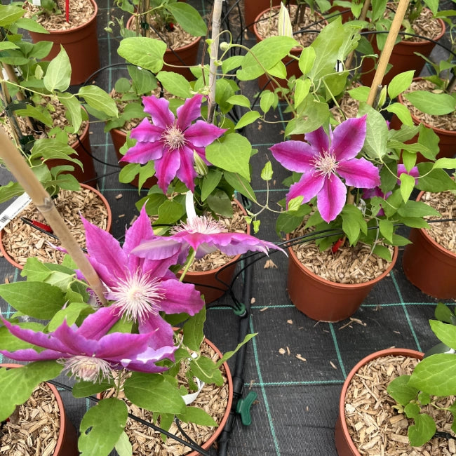 Pianta di CLEMATIDE Clematis Ernest Markham rosso rampicante vaso 18cm AMDGarden