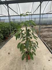 SCHEFFLERA ACTINOPHYLLA CESP.24