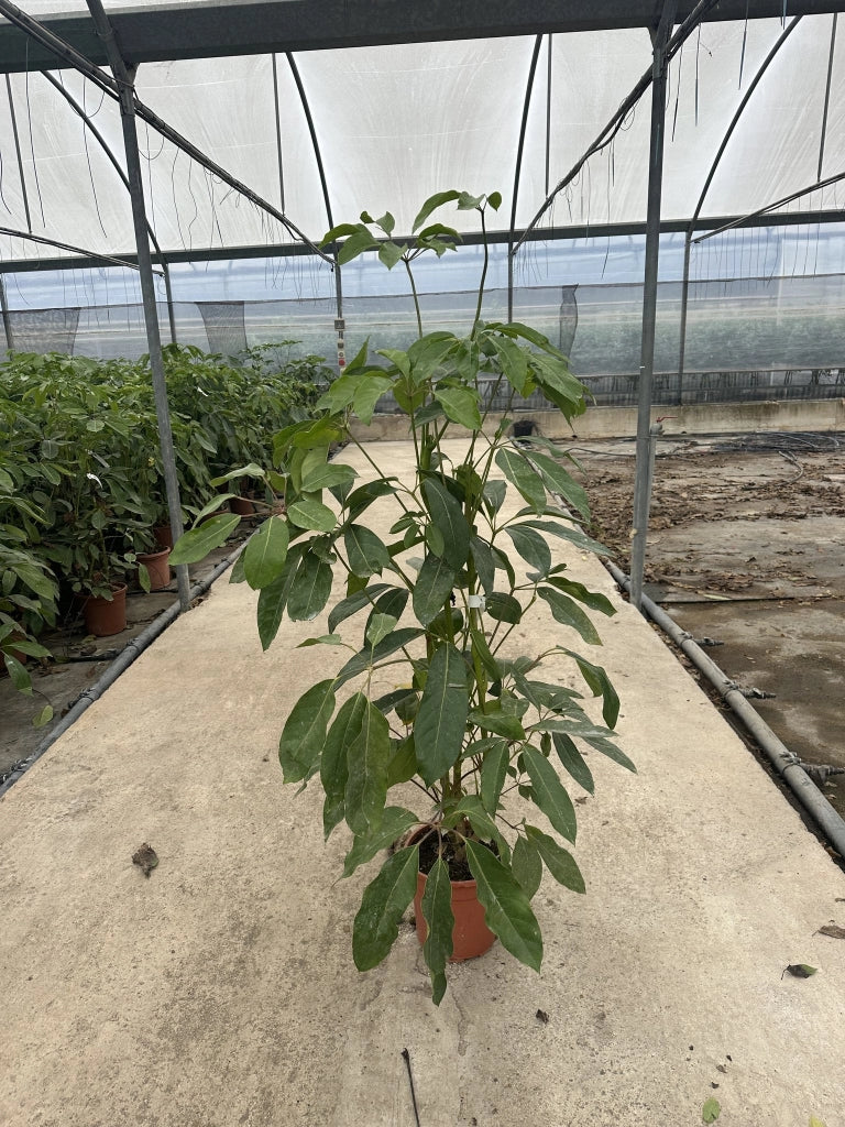 SCHEFFLERA ACTINOPHYLLA CESP.24