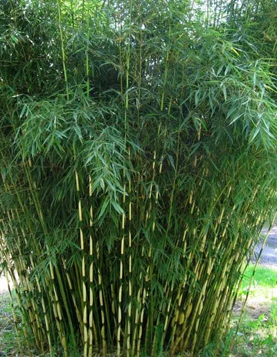 Gardenaria Fargesia Campbell - Fargesia robusta 'Campbell' - Bambù ornamentale da esterno Altezza: 100/125 cm (vaso18)