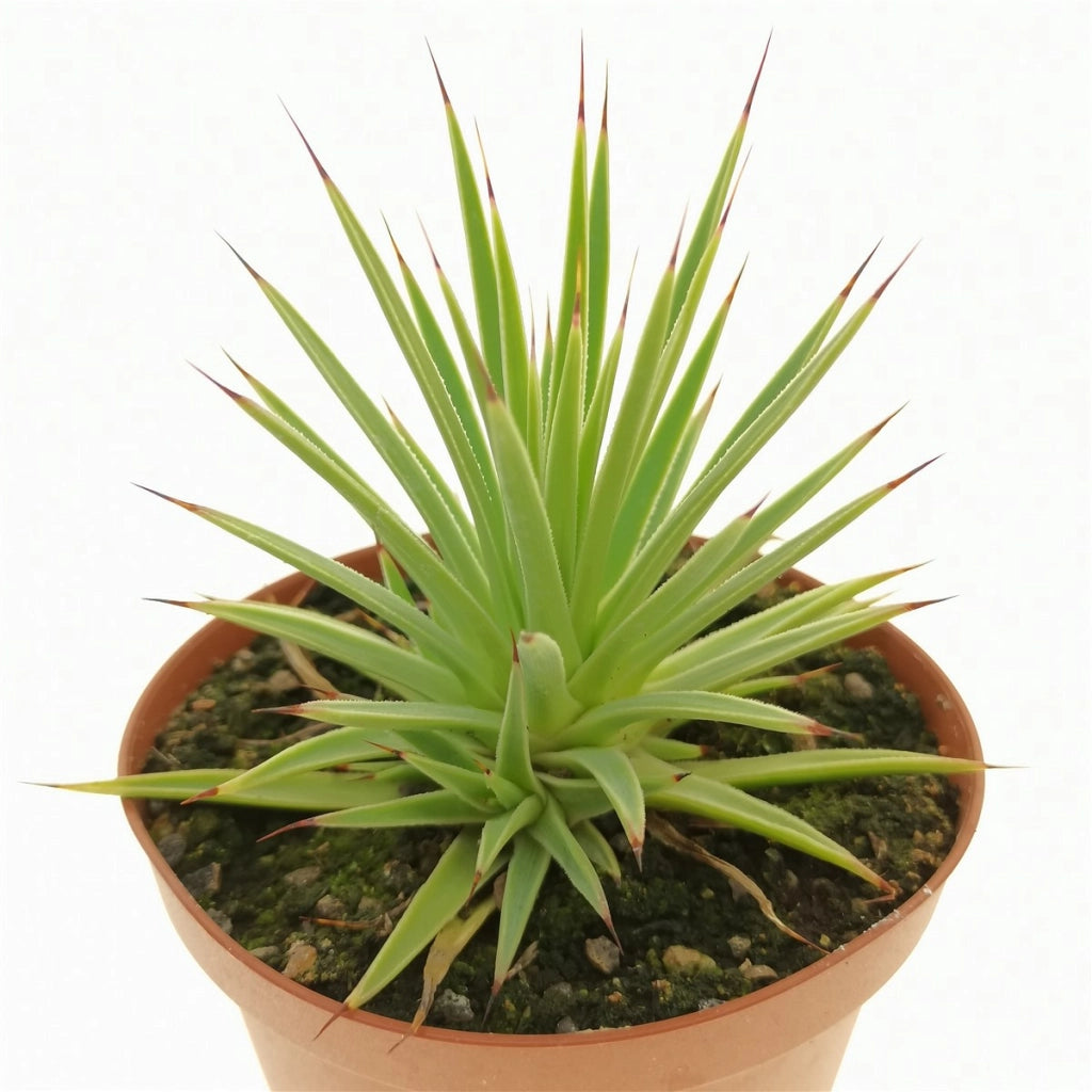 Agave Stricta Nana in Vaso 13 cm, Succulenta Ornamentale Compatta e Resistente