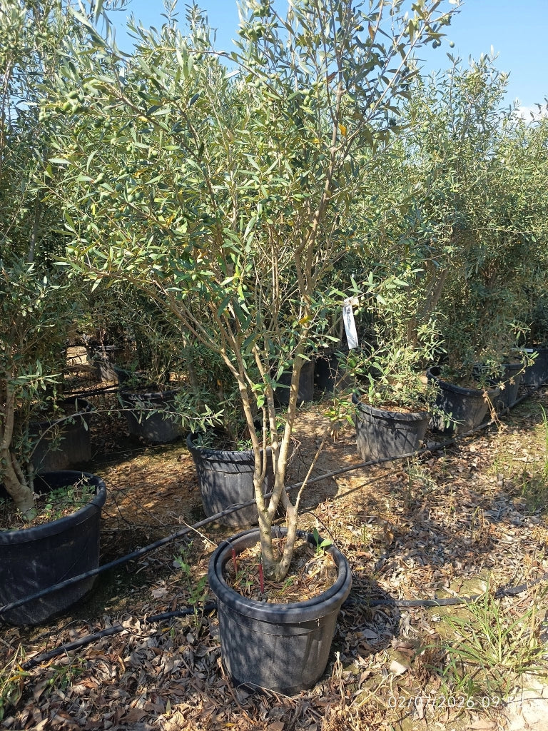 OLEA EUROPAEA ORNAM. MULTITRONCO 45 CIPRESSINO