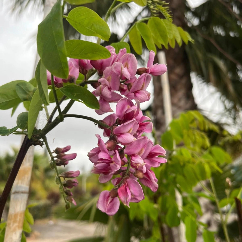 Pianta di acacia Robinia fiore rosso Georgia da Torino in vaso 24 cm AMDGarden