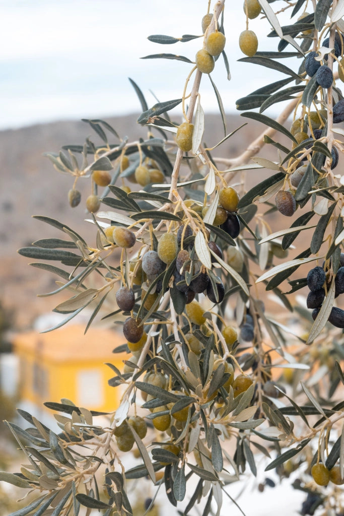 OLEA EUROPAEA ALB.60 MINI FUSTO KORONEIKI CRF.45/55