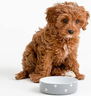 Recinzione per cani