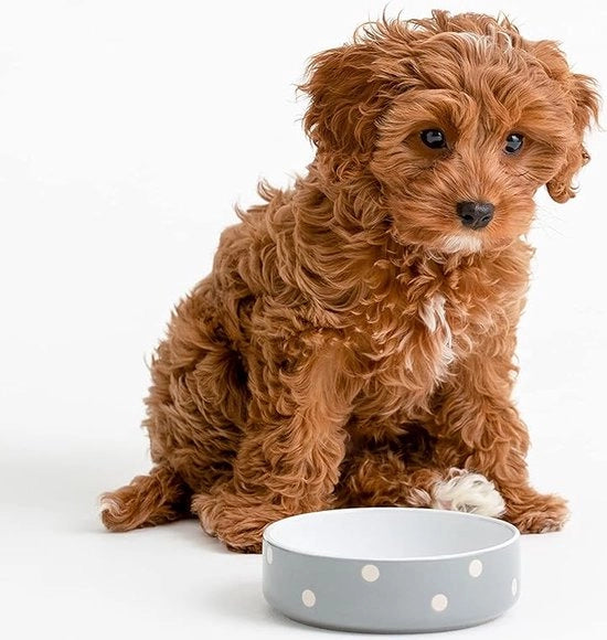 Recinzione per cani