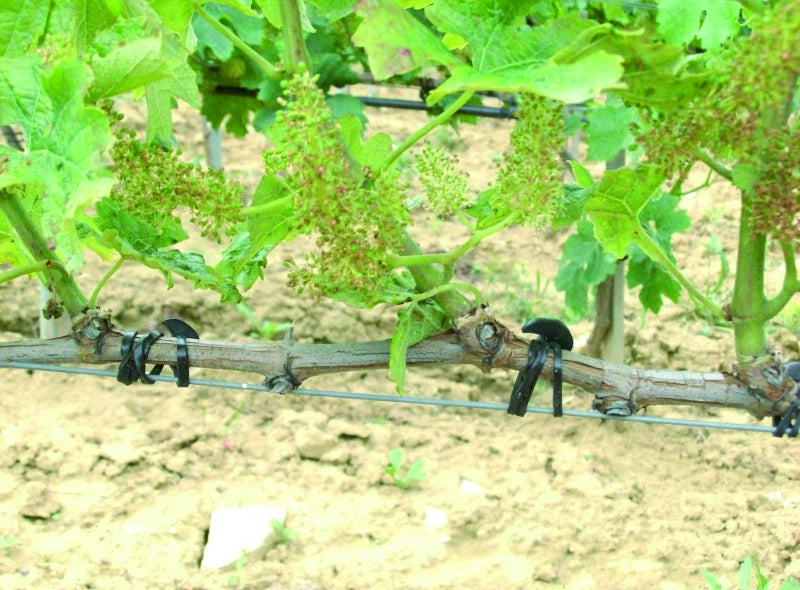 ANCORETTE ELASTICHE CM. 12 , 500 gr. ( circa 135 pz)
