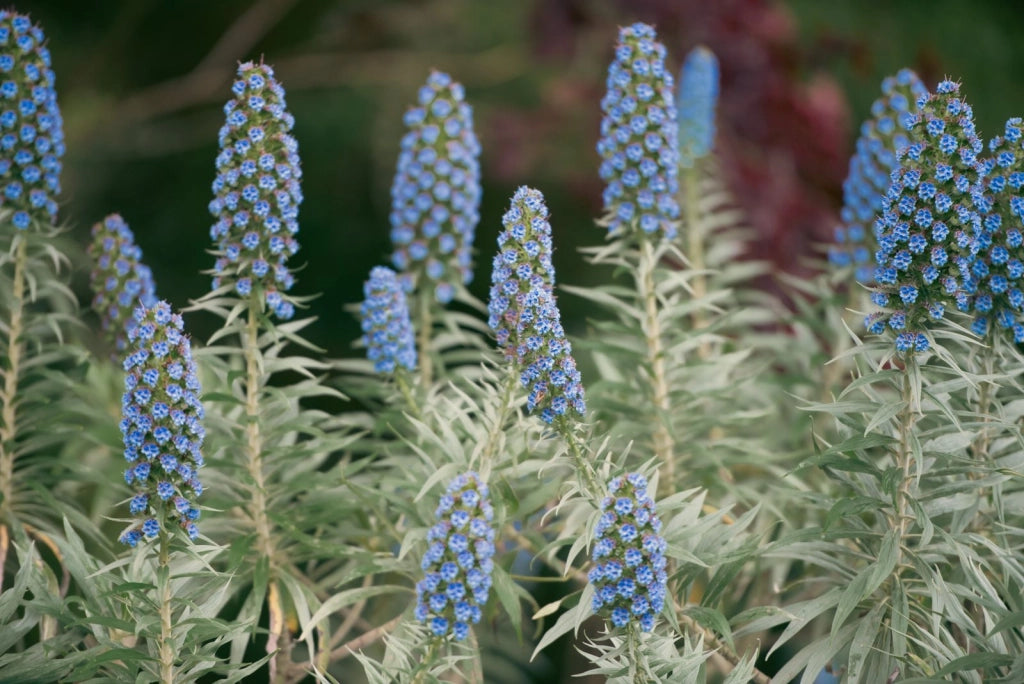 ECHIUM FASTUOSUM CESP.24