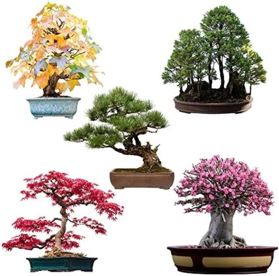 Kit di coltivazione bonsai con 5 semi diversi - inclusa guida di coltivazione