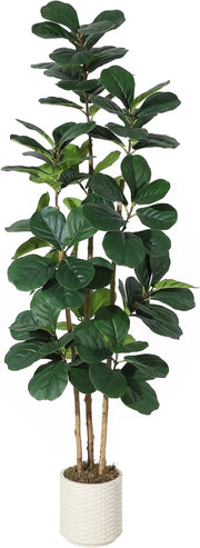 Ficus Lyrata Artificiale 180 cm con Tronco Naturale e Vaso Bianco Lucido