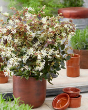Gardenaria Loropetalum chinense 'Ruby Snow' - Arbusto ornamentale da giardino Altezza: 40/50 cm (vaso19)
