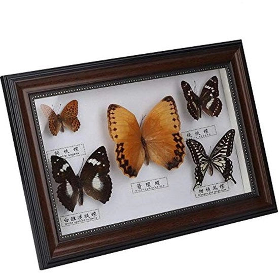 Decorazione a forma di farfalla - Ornamento ingrandito - Cornice nera - Manufatti a mano - 5 pezzi - Dimensioni 19,5 x 29,5 cm