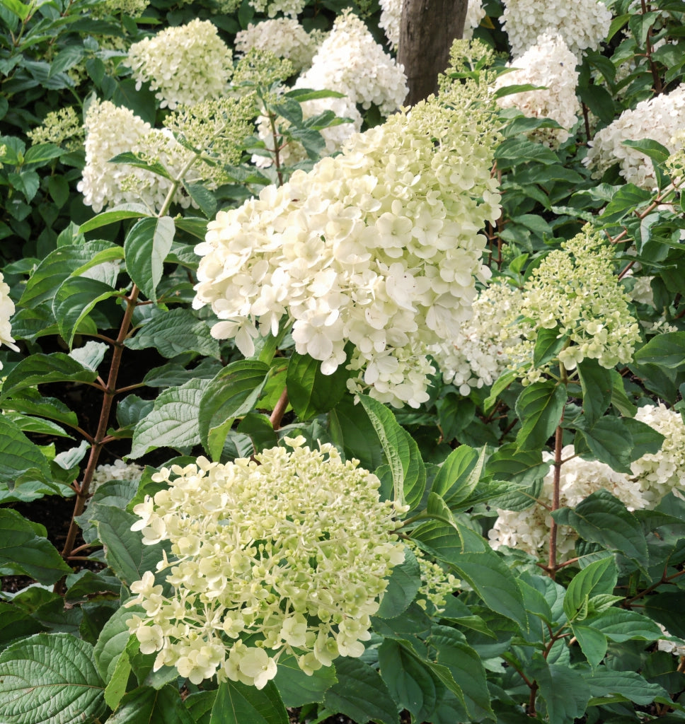 Gardenaria Ortensia - Hydrangea Paniculata 'Polar Bear' - Pianta acidofila ornamentale da esterno Altezza: 40/50 cm (vaso19)