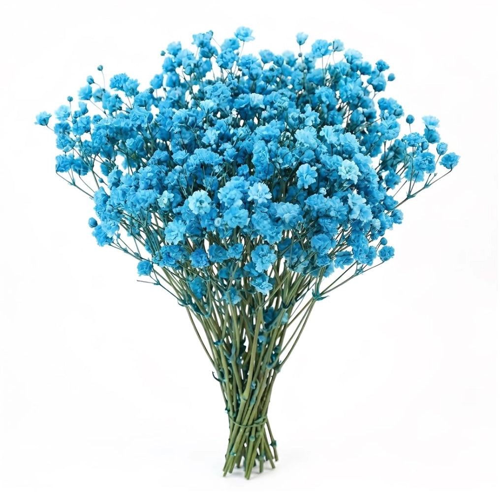50 fiori di stella blu essiccati, decorazione naturale, fai da te