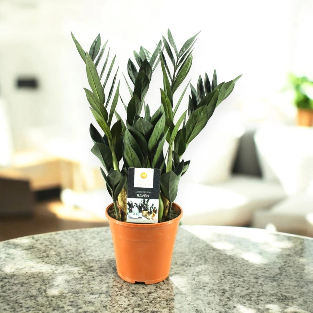 Gardenaria Zamioculcas zamiifolia - Pianta da interno ornamentale Altezza: 50 cm (vaso 14)