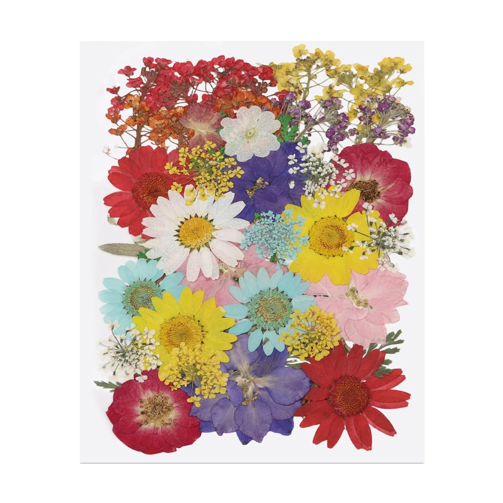 40 fiori secchi pressati, colori estivi, decorazioni fai-da-te