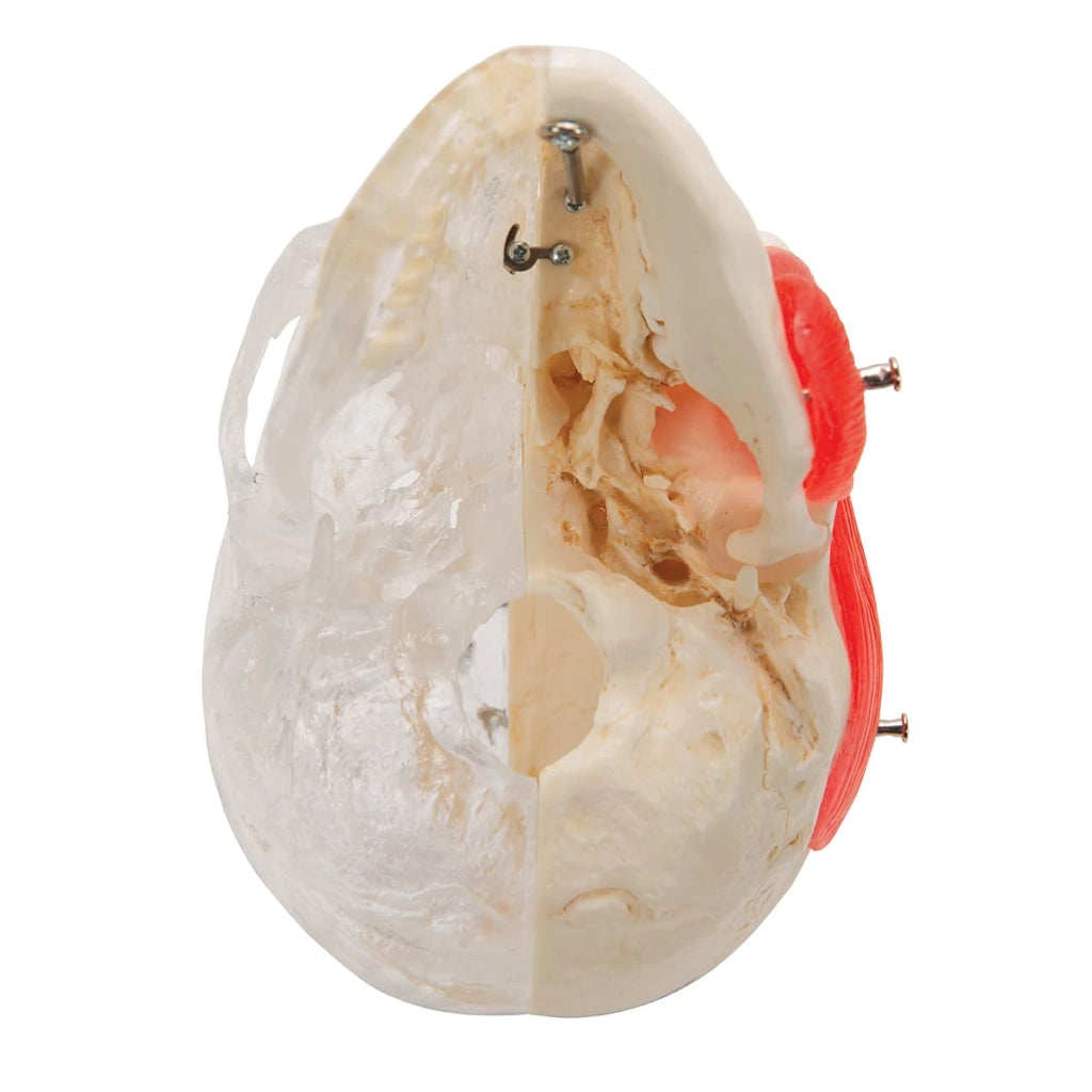 Modello anatomico del cranio, BONElike, in 8 parti, metà trasparenti