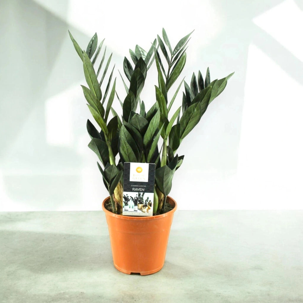 Gardenaria Zamioculcas zamiifolia - Pianta da interno ornamentale Altezza: 50 cm (vaso 14)