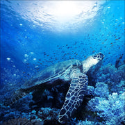 Stampa giclée "Blue Sea II", colorata, 30x30 cm, con cornice