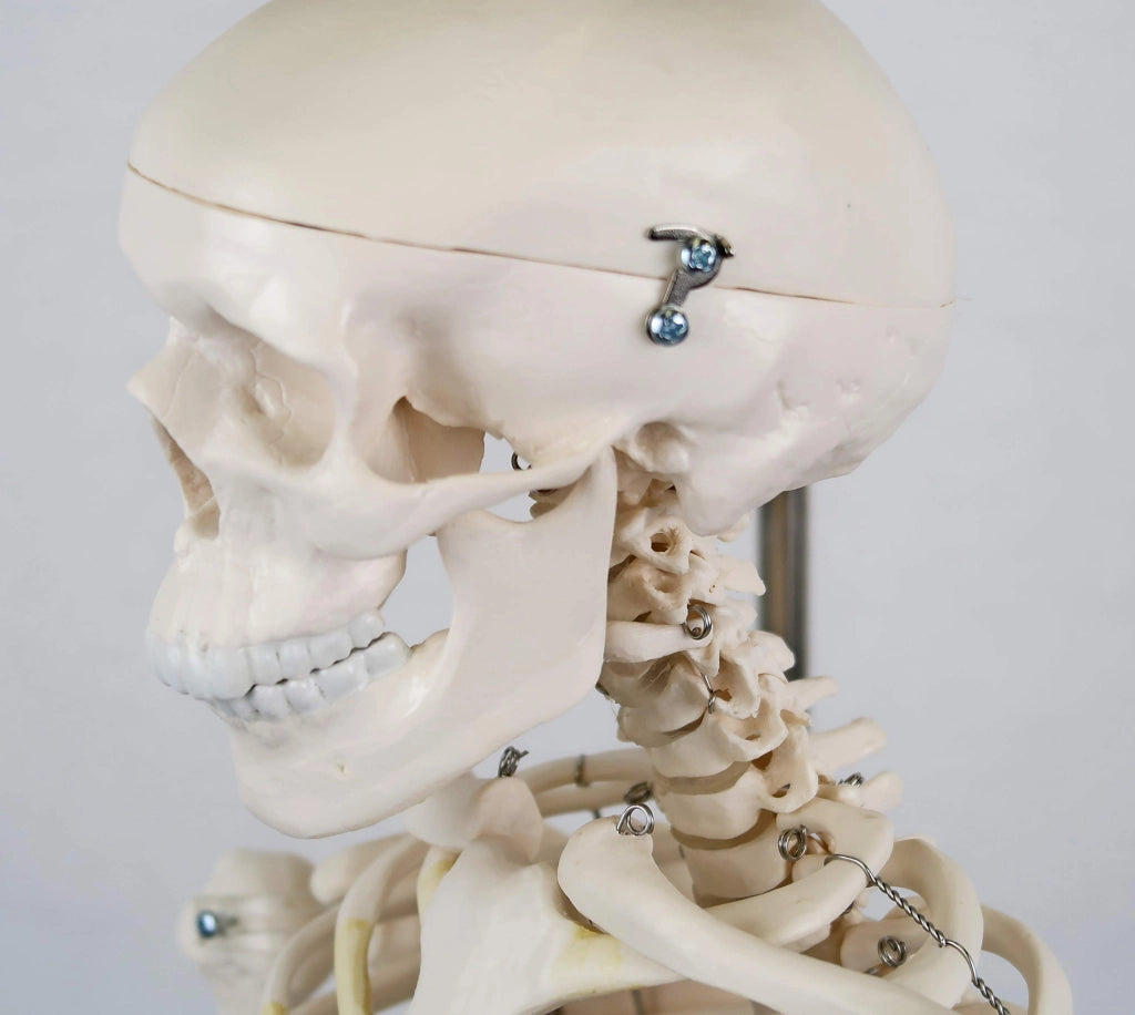 Modello in miniatura di scheletro "Shorty" con supporto per l'esposizione, dimensioni ridotte